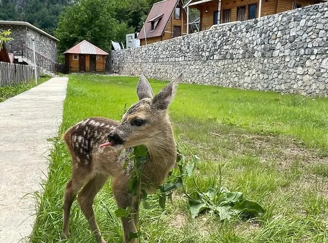 Farm stay Thethi Paradise & Restaurant *