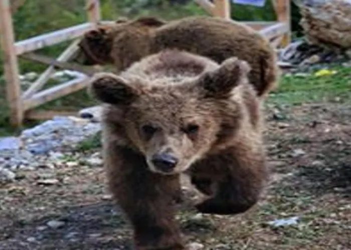 Farm stay Thethi Paradise & Restaurant *